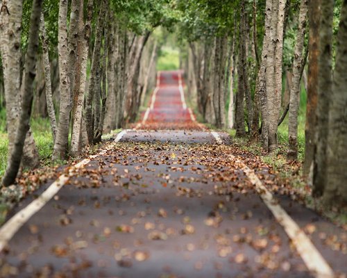 A serene landscape of a Polish public park in autumn with fallen golden leaves and a walking path